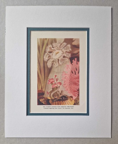 Gosse plumose anemone - gosse,