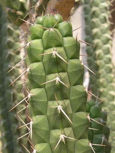 Rare rauhocereus - v.rare!,