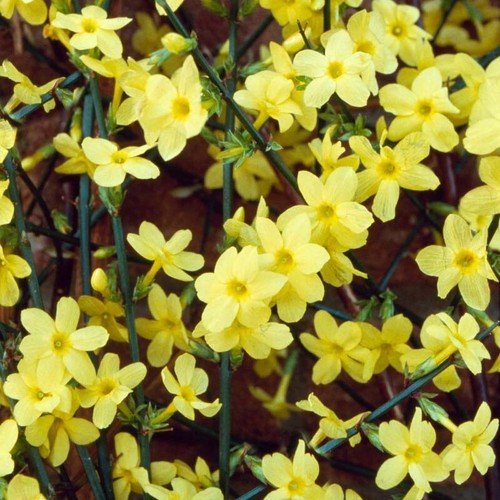 Jasmine nudiflorum winter - jasmine,
