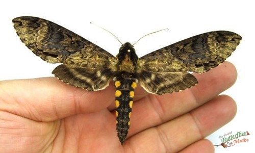 Manduca pellenia stunning - manduca,