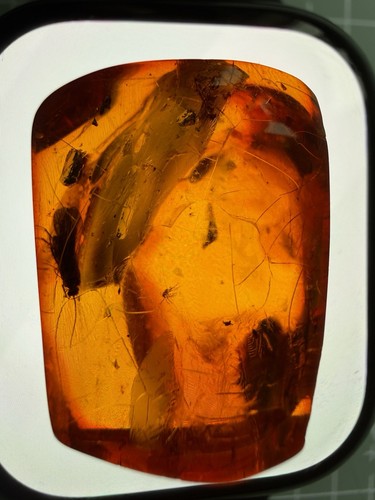 Genuine baltic amber - genuine,