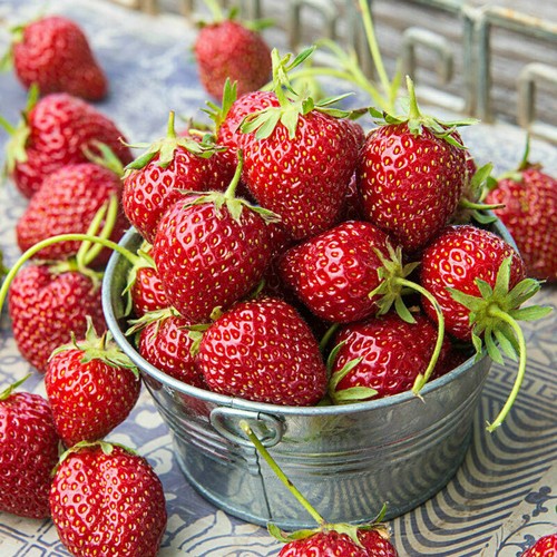 100 organic seeds champagne - organic,