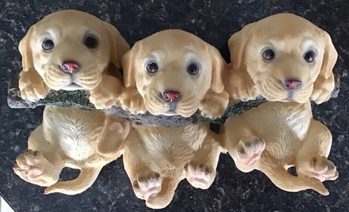 Adorable trio labrador - adorable,