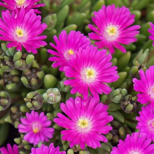 Delosperma opal 3cm plug - delosperma,