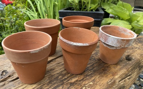 Vintage terracotta plant - 5,