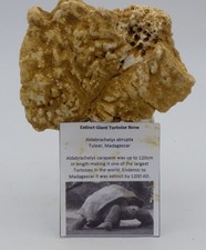 Extinct Giant Tortoise Bone