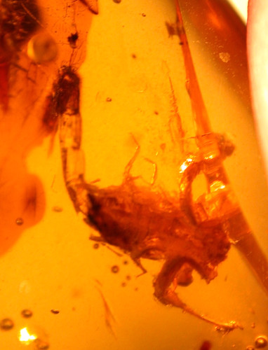 True cretaceous scorpion - scorpion, and