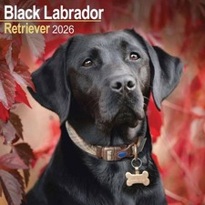 Black Labrador Retriever
