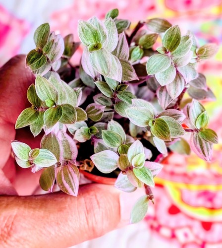 Callisia rosato pink - callisia,