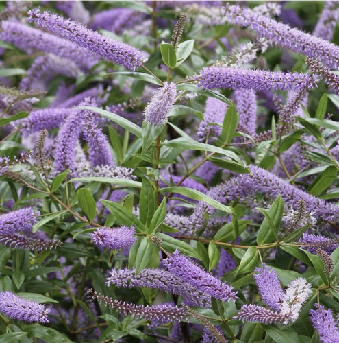 Hebe evergreen midsummer - hebe,