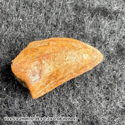 Genuine raptor dinosaur - , tooth