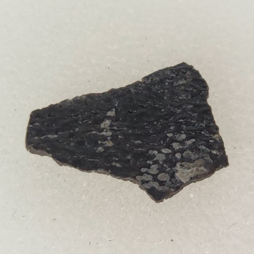 Hadrosaur egg shell - shell,