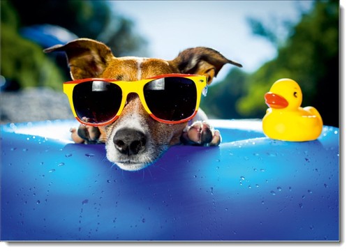 Doodlecards dog birthday - doodlecards,