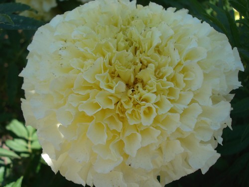 Giant french marigold seeds - marigold,