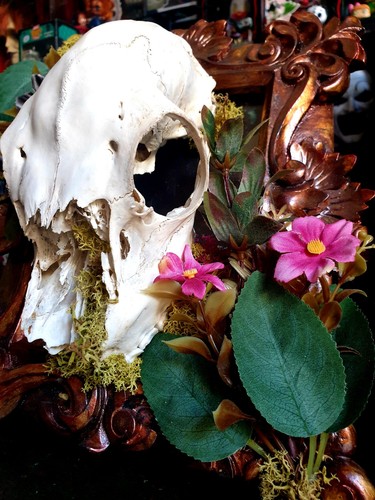 Real doe deer skull desk - doe,