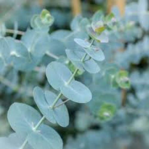Caterpillar stick leaf insect - caterpillar/stick/leaf,