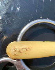 Happy mouth horse gag and leather reins. 