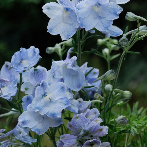 Delphinium cliveden beauty - cliveden,
