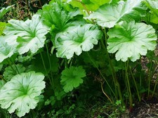Darmera peltata the umbrella - peltata., 'the