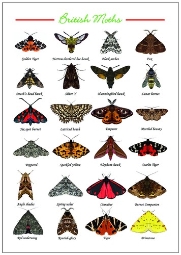 British moths poster - moths, a3