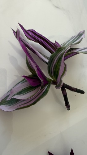 Tradescantia nanouk fresh - x,