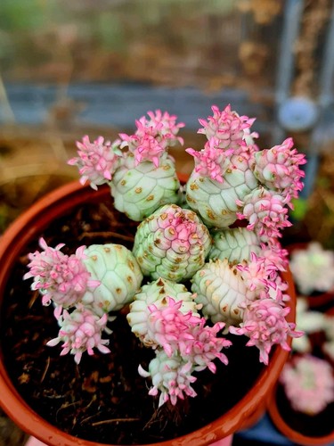 Euphorbia mammillaris pink - mammillaris,
