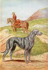 SCOTTISH DEERHOUND OLD 1958 DOG ART PRINT by Artist EDWIN MEGARGEE
