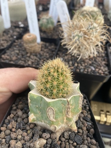 Brachycereus nesioticus - ,