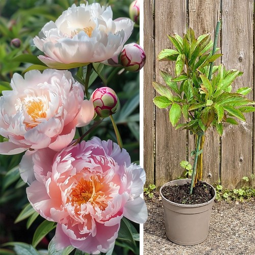 Peony sarah bernhardt plant - peony,