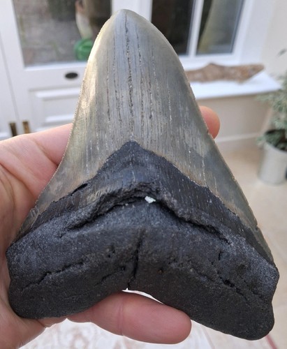 Large megalodon tooth 5 71 - large,