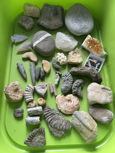 Fossil rock collection - &,