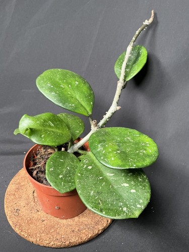 Hoya obovata - hoya,