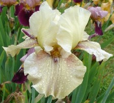 August delivery - Tall Bearded Iris germanica Thornbird   space age horned