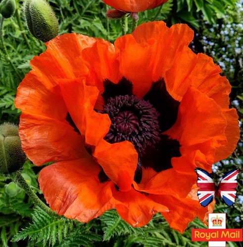 Oriental poppy 100 seeds - oriental,