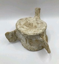 Authentic Natural Mosasaurus