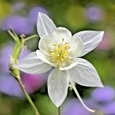 200x White Crystal Star Columbine Seeds – Delicate White Aquilegia Flowers
