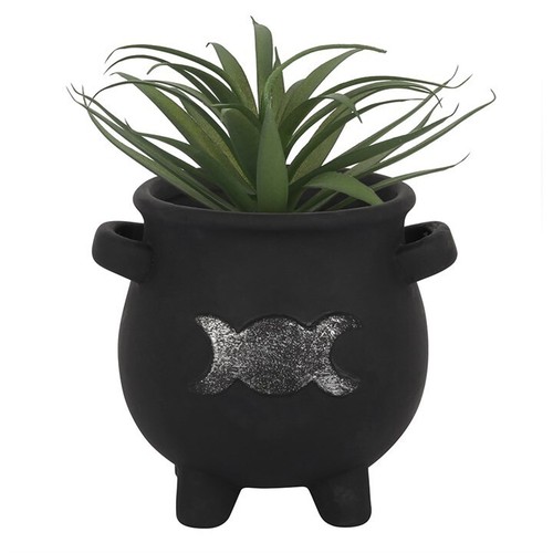 Black cauldron plant - black,