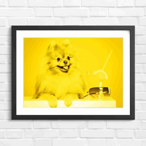 Cute fluffy brown pomeranian - cute,