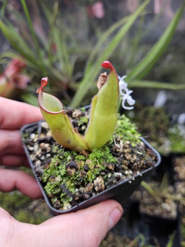 Heliamphora heterodexa x - heterodexa,