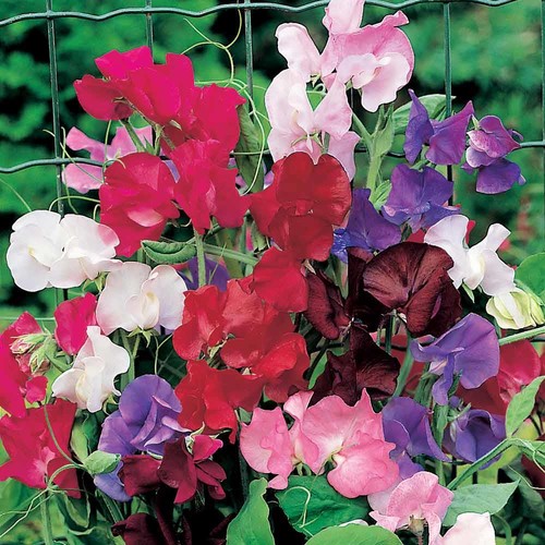 Sweet pea spencer mixed seeds - sweet,