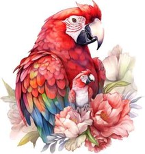 Mom Baby Parrots Rainforest