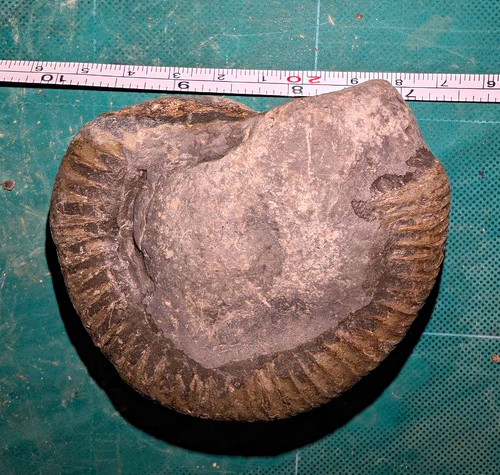 Jurassic ammonite fossil - ammonite, in