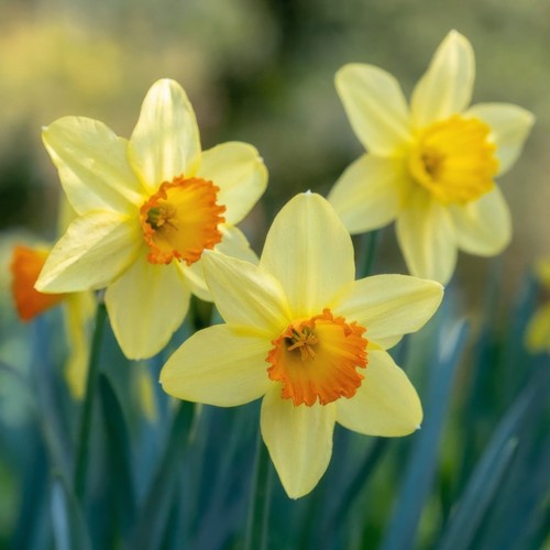 Daffodil red devon bulbs - daffodil, devon'