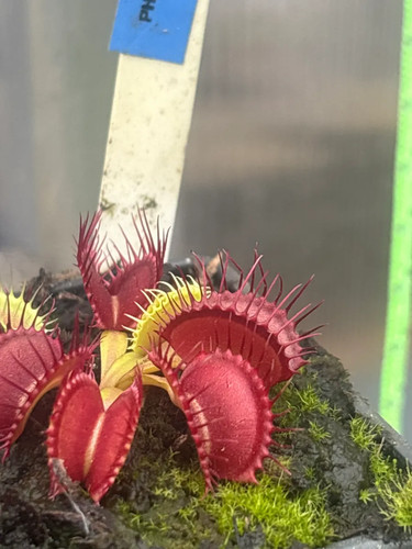 Venus fly trap - venus,