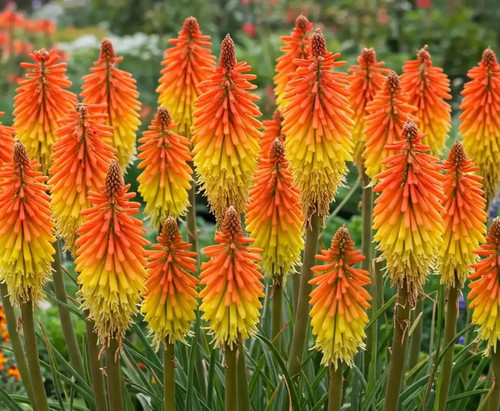 Kniphofia ulvaria flamenco - kniphofia,