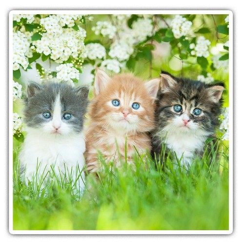 Square stickers cm - x,