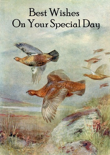 Grouse beautiful bird birthday - bird,