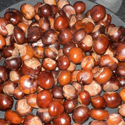 Conkers horse chestnuts - conkers/horse,