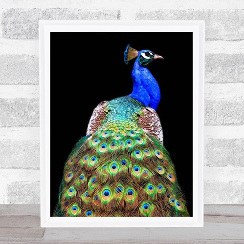 Peacock bird birds animal eyes - bird,
