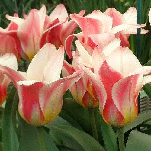 Dwarf tulips hearts - 12,